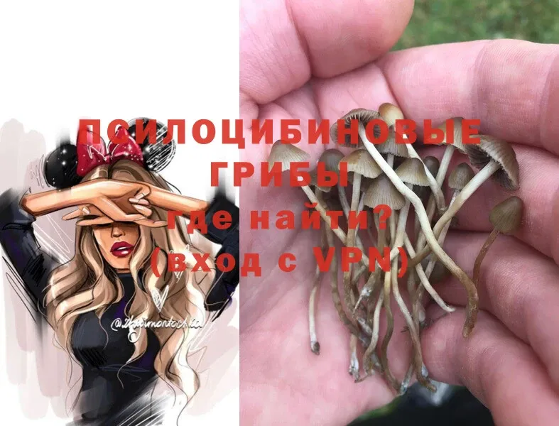 shop формула  Голицыно  Псилоцибиновые грибы Psilocybe 